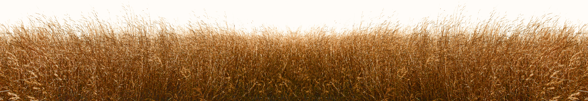 grass